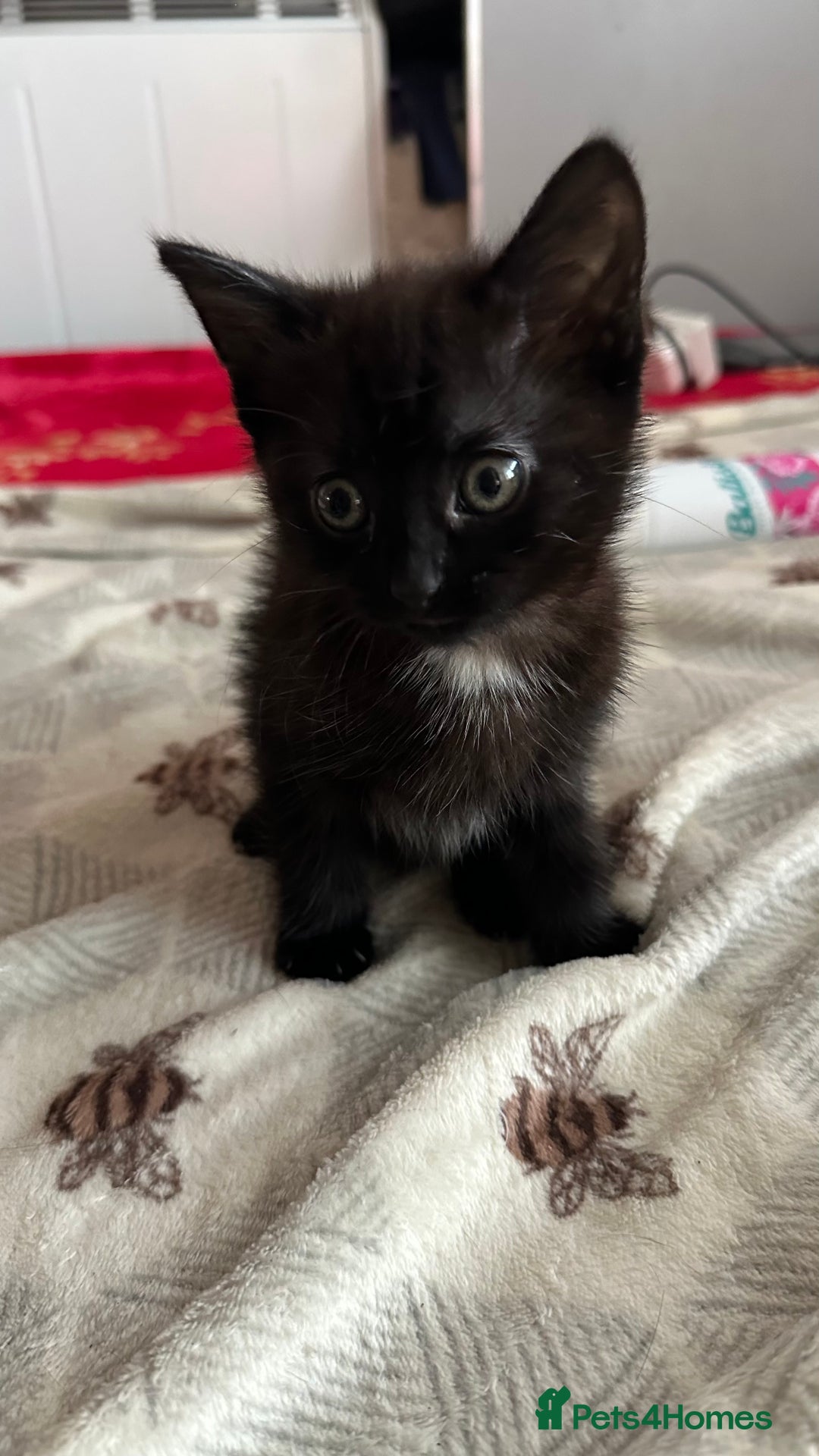 Mixed Breed cats for sale: Playful baby boy for sale - Advert 4