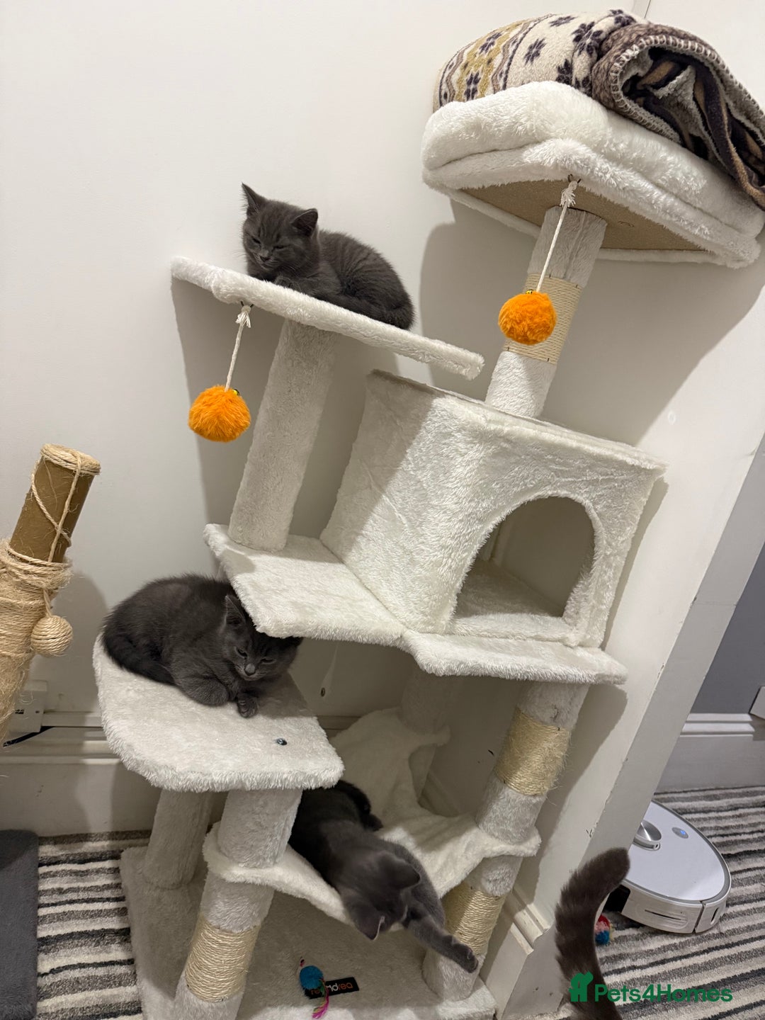 British Shorthair cats for sale: Beautiful Female Kittens Half British Shorthair - Advert 5