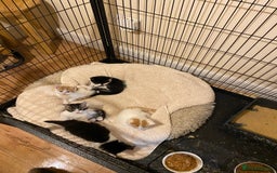 Mixed Breed cats for sale: Adorable Kittens  - Advert 7