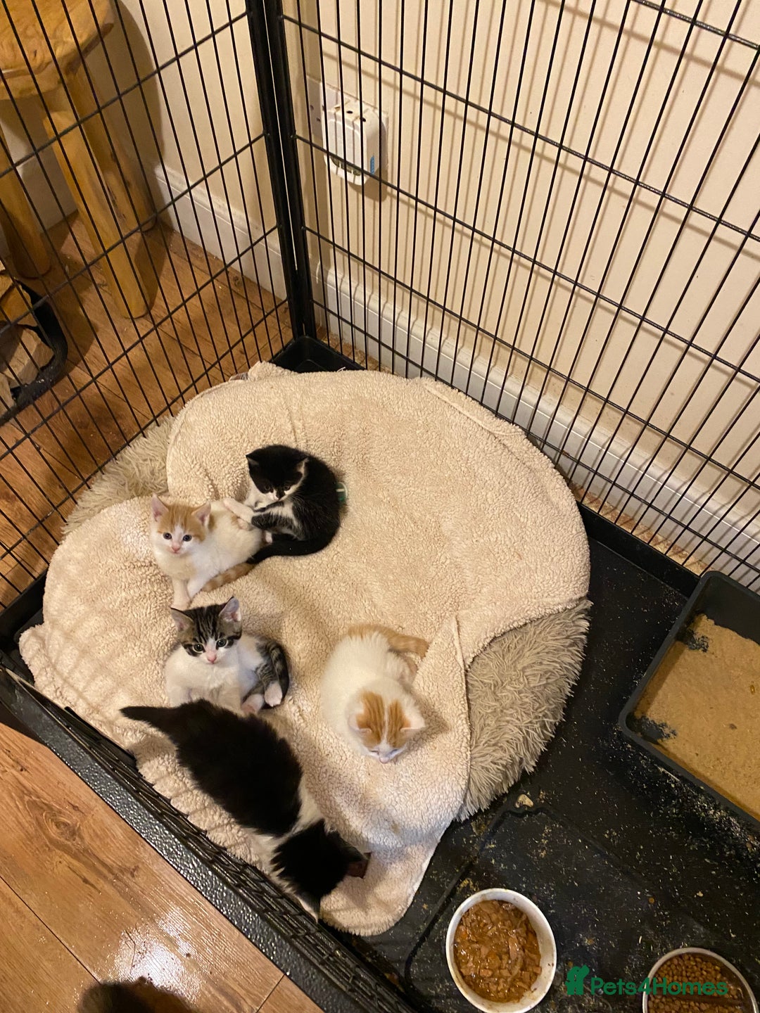 Mixed Breed cats for sale: Adorable Kittens  - Advert 7