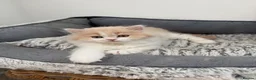 British Longhair cats for sale:     🤎 British Longhair Boys Ready End July in Beverley - Advert 5
