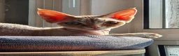 Devon Rex cats for sale: Beautiful active Red Devon Rex  in London - Advert 7