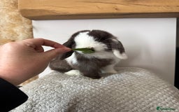 Mini Lop rabbits for sale: Pure Bred Mini lops  - Image 18