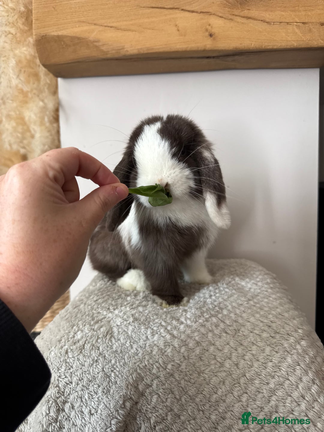 Mini Lop rabbits for sale: Pure Bred Mini lops  - Image 18