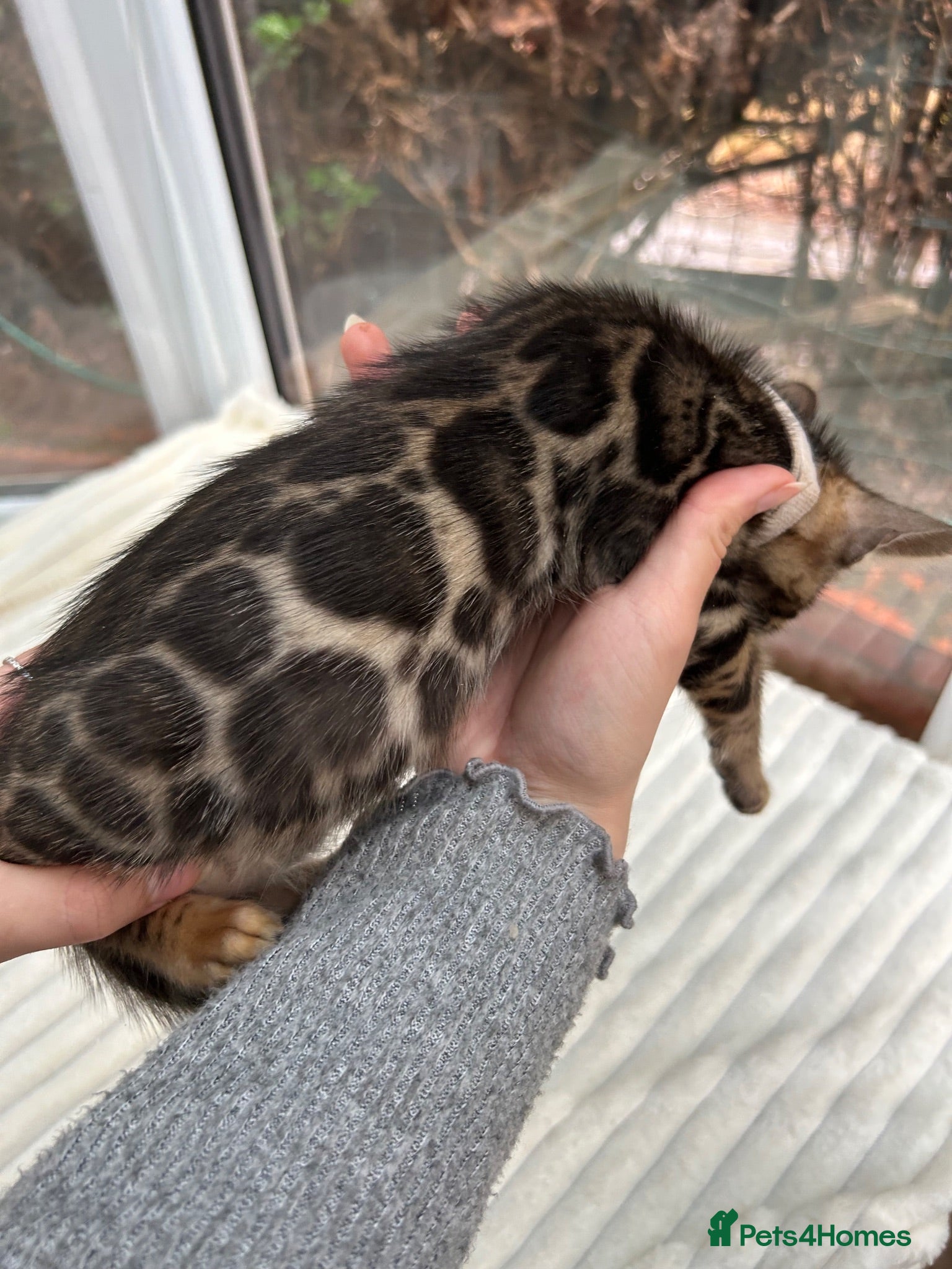 Bengal cats Pure Bengal Kittens ❤️ready for their new home 🏡  - Advert 1