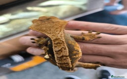 Gecko reptiles for sale: Vivarium with 3 crested geckos - Image 6