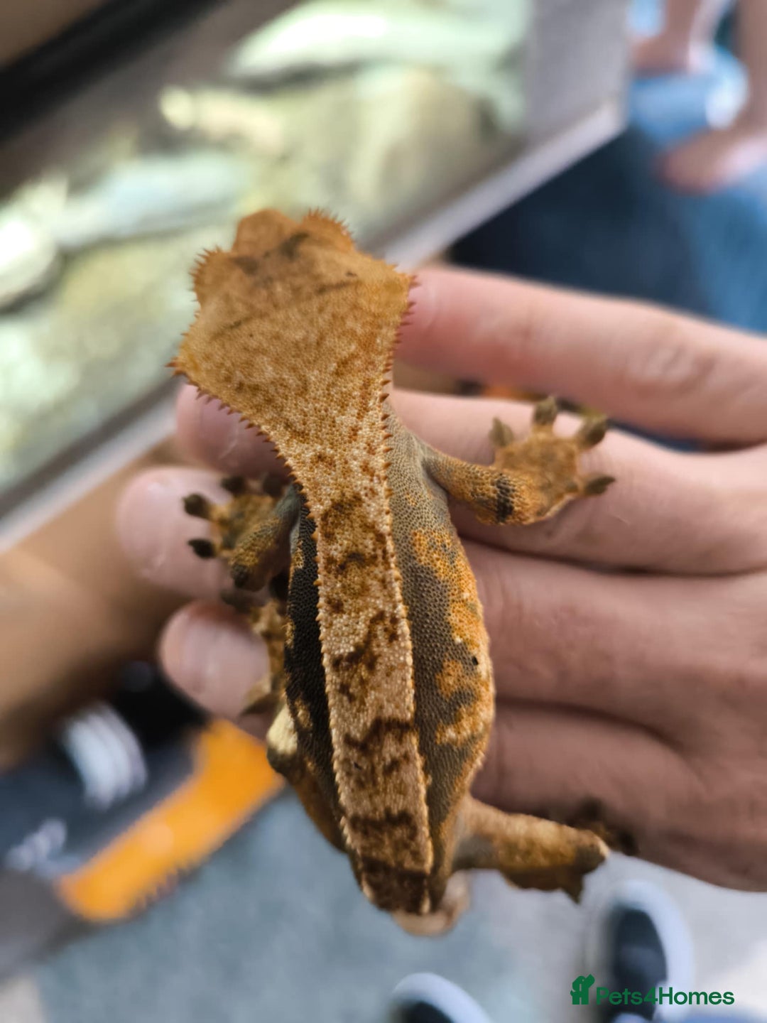 Gecko reptiles for sale: Vivarium with 3 crested geckos - Image 6