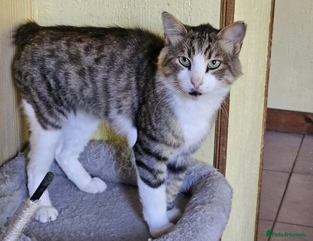 Mixed Breed cats for sale: Meatball  - Image 2