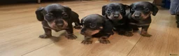 Miniature Dachshund dogs for sale: Mini dachshund puppies - Advert 4