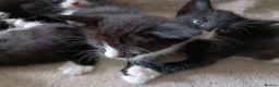 Mixed Breed cats for sale: Mixed breed kittens  in Bournemouth - Advert 7