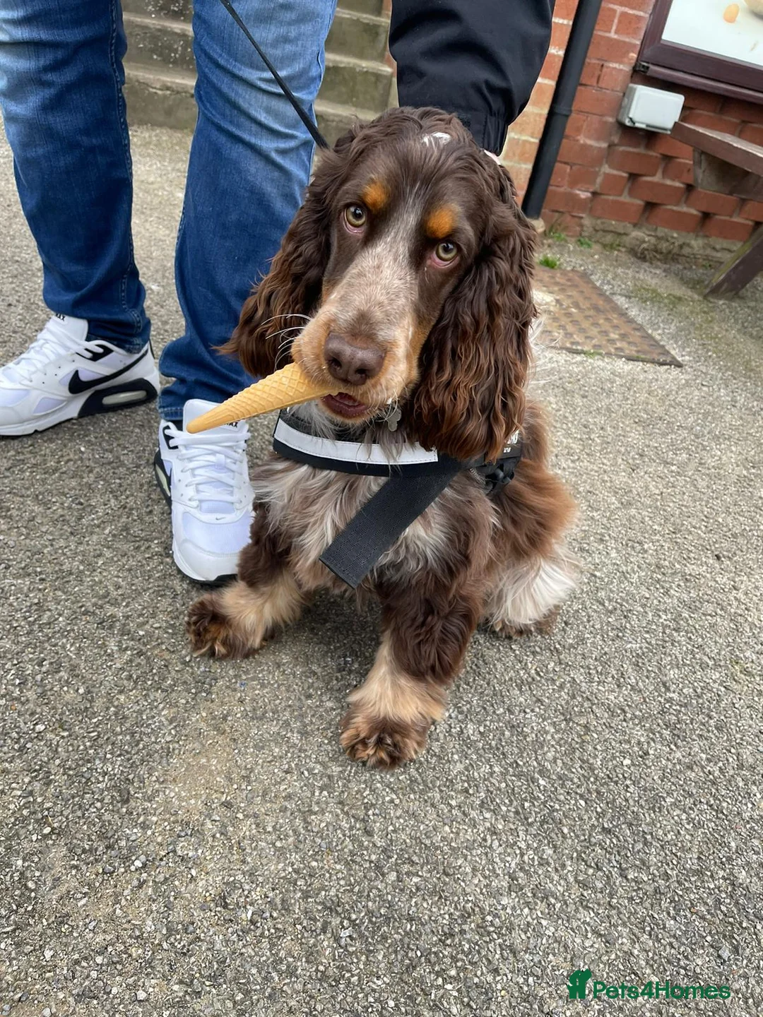 Cocker Spaniel dogs for stud: Beautiful show chocolate roan & tan dog for stud  in March - Advert 12