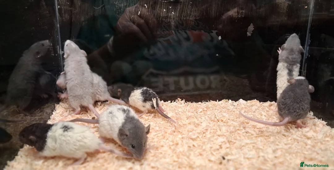 Rat rodents for sale: Baby Dumbo rats, natural, Rex , Nakeds - Advert 30