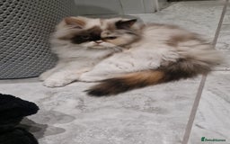 Persian cats for sale: Pure persian - Image 2