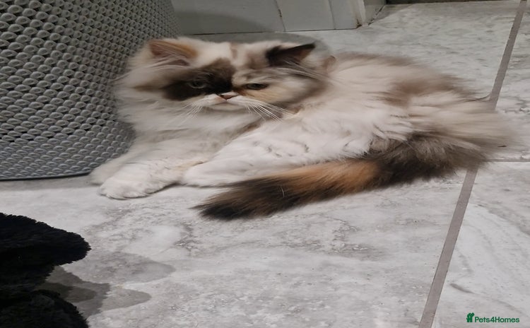 Persian cats - Advert 4