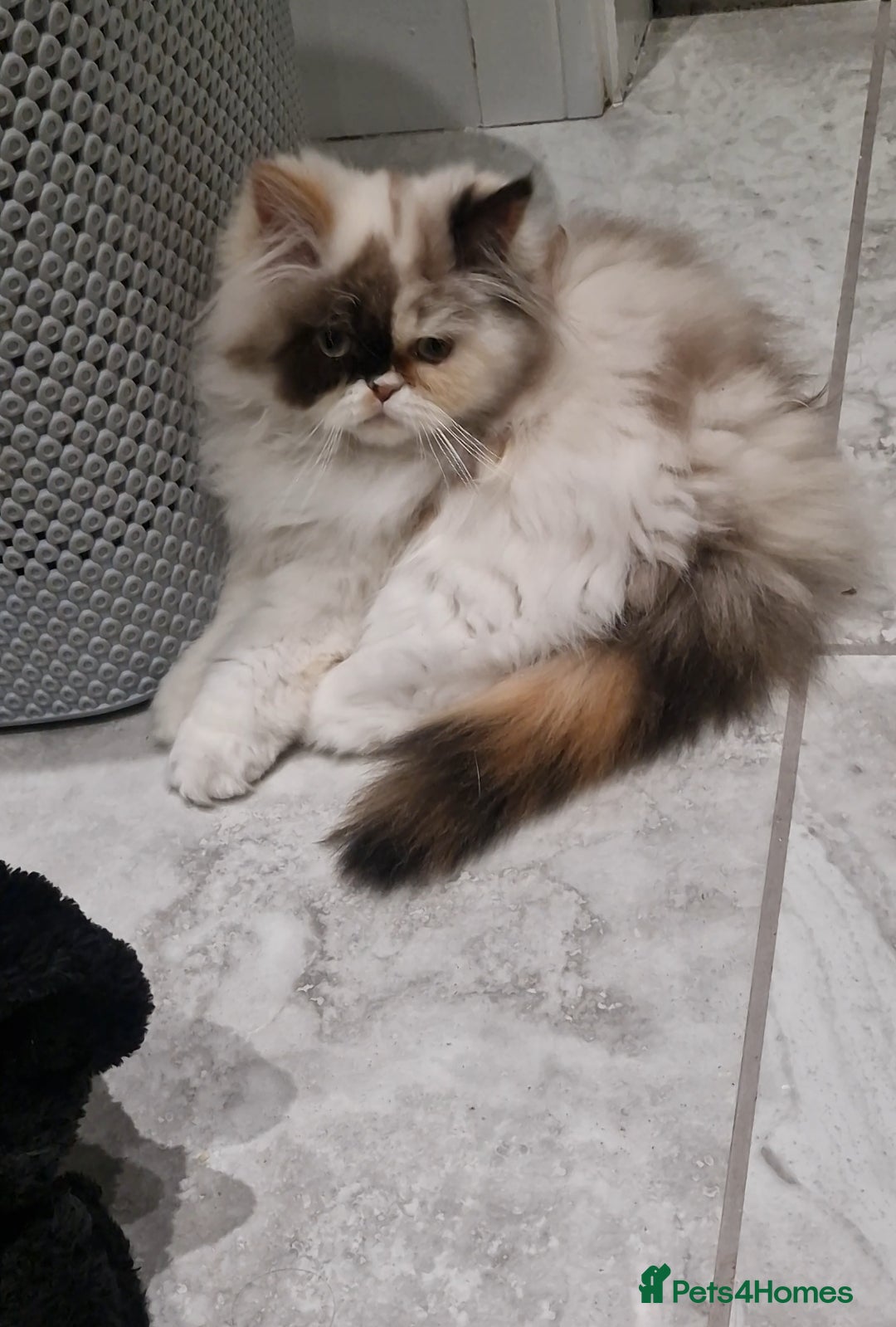 Persian cats for sale: Pure persian - Image 2