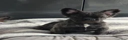 French Bulldog dogs for sale: Fluffy french bulldog puppies visual in Willenhall - Advert 2