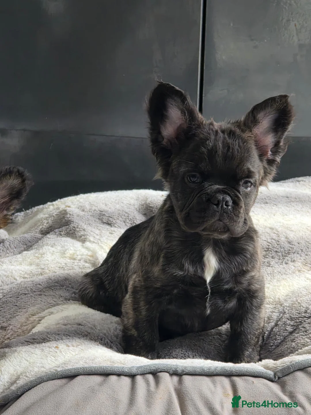 French Bulldog dogs for sale: Fluffy french bulldog puppies visual in Willenhall - Advert 2