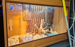 Corn Snake reptiles for sale: Female Adult Corn Snake - Advert 3