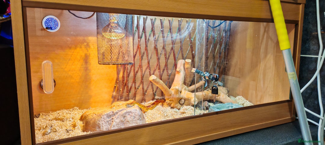 Corn Snake reptiles for sale: Female Adult Corn Snake - Advert 3