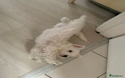 West Highland Terrier dogs for sale: West Highland White Terrier Puppies - Image 5