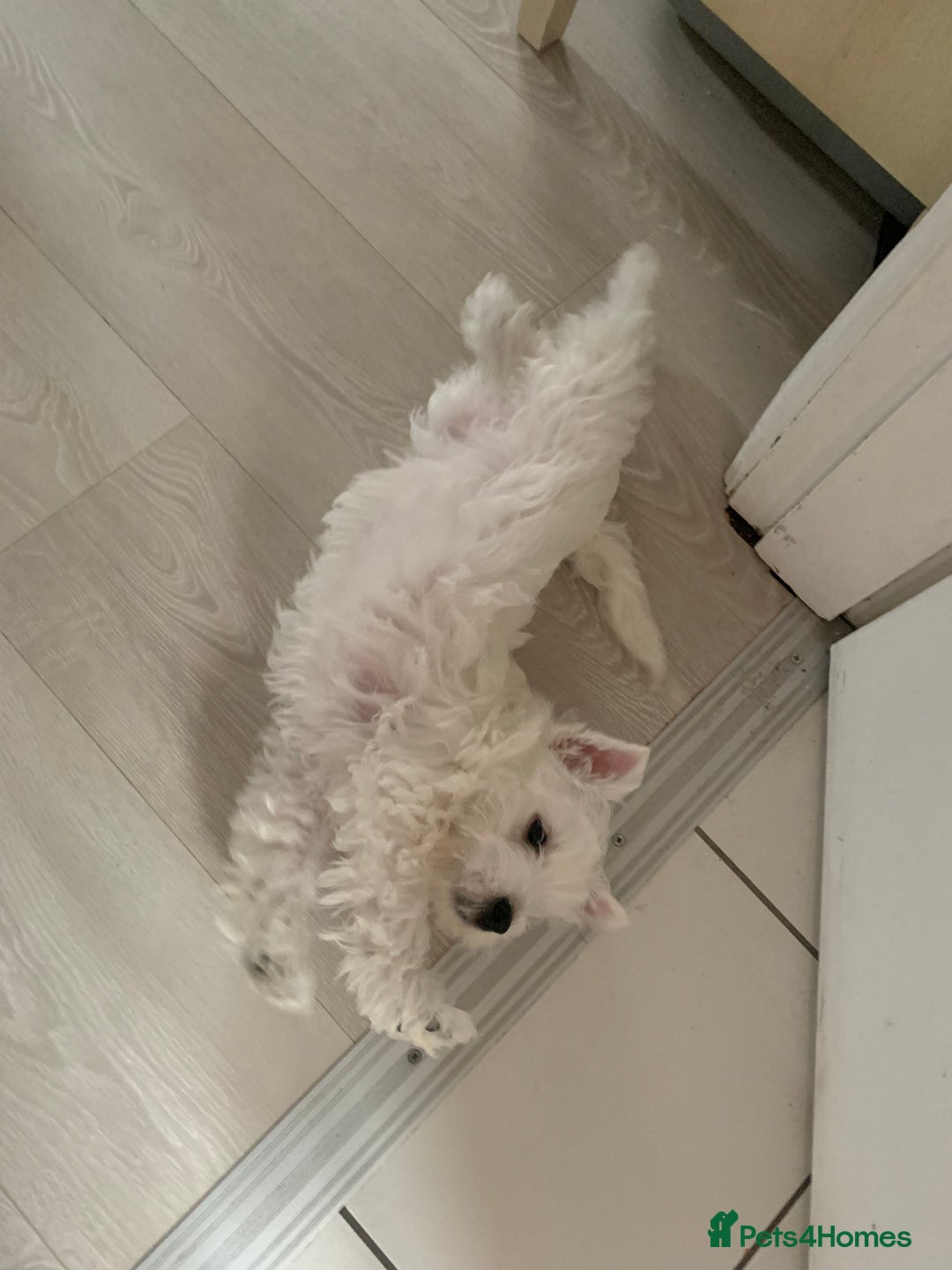 West Highland Terrier dogs for sale: West Highland White Terrier Puppies - Image 5