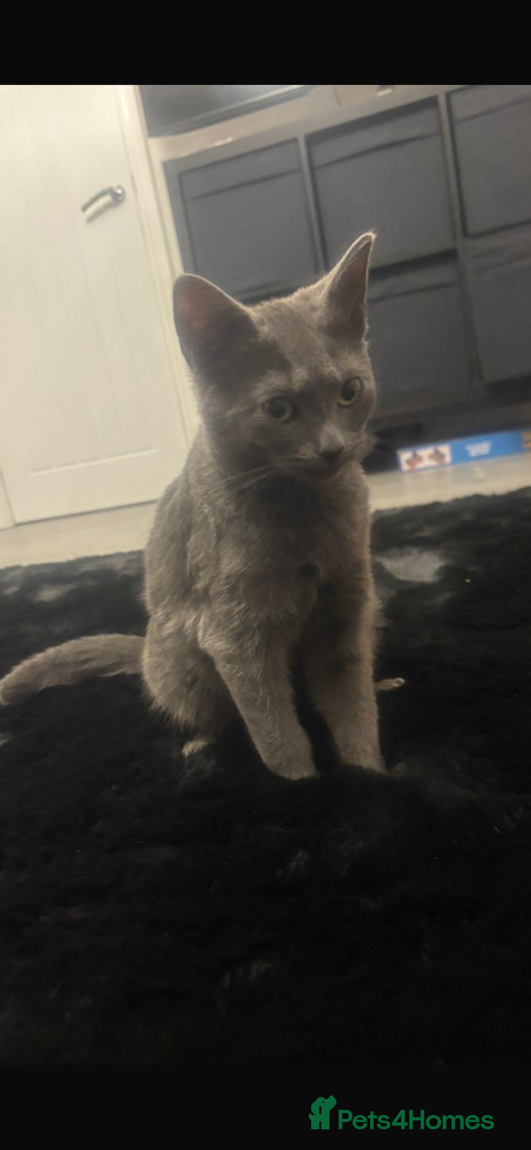 Russian Blue cats for sale: Female Russian blue - Advert 2