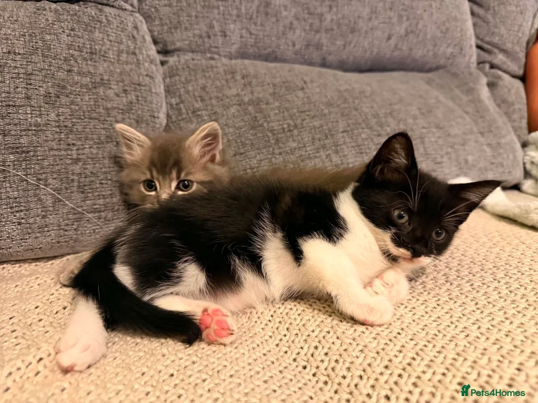British Shorthair cats for sale: Beautiful kittens  in Beccles - Advert 4