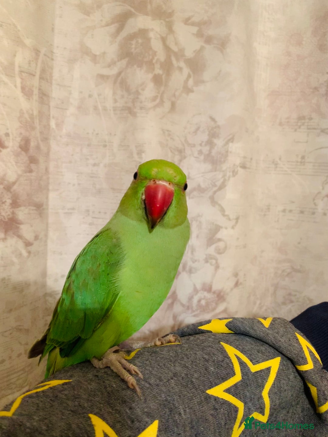 Ringnecks birds for sale: Hand Tamed/Untamed Gorgeous Ringneck for sale - Image 4