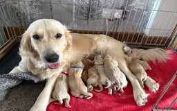 Mixed Breed dogs for sale: Beautiful litter of 10 Golden Doodles  - Image 1