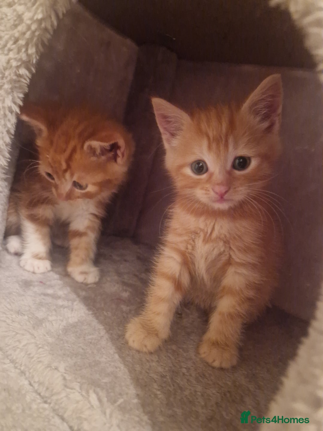 Mixed Breed cats for sale: Mixed Breed - Advert 7