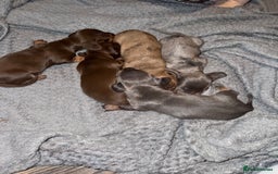 Dachshund dogs for sale: STUNNING dashaunds!!  - Advert 2