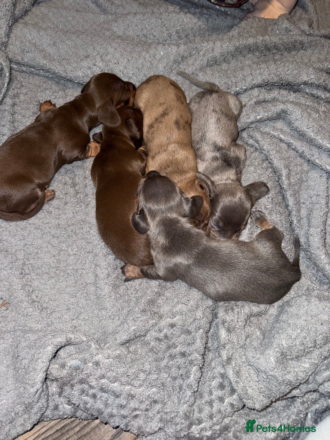 Dachshund dogs for sale: STUNNING dashaunds!!  - Advert 2