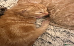 Maine Coon cats for sale: Gorgeous Maine coone kittens  - Image 12
