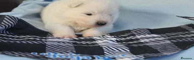 Puppy 1 Black collar 