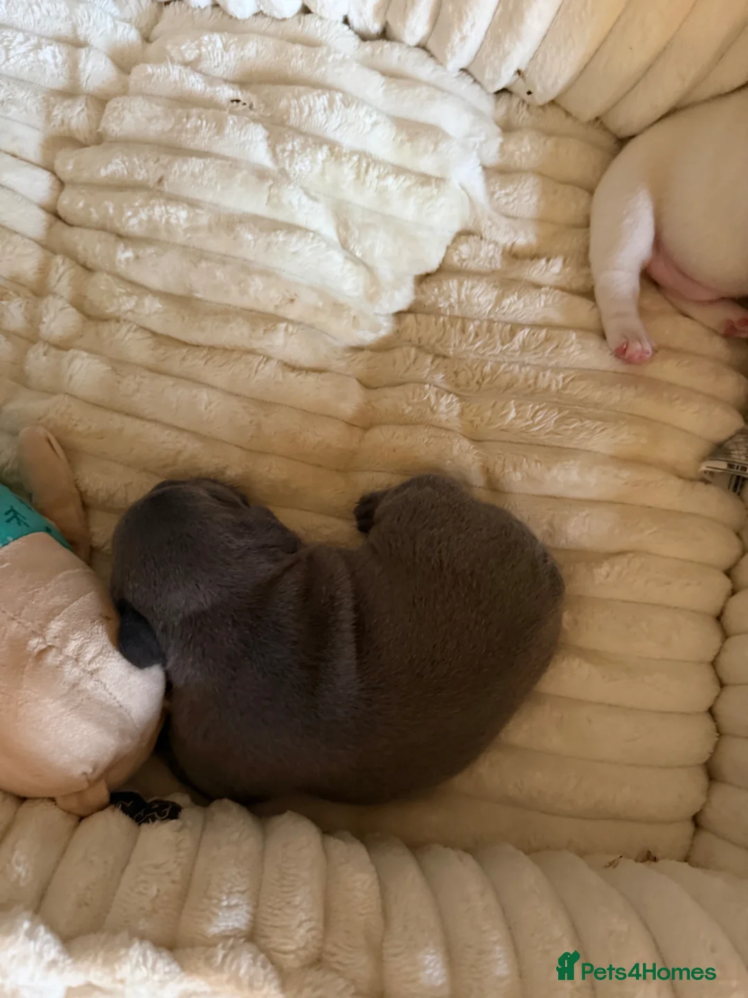 French Bulldog dogs for sale: Puppies in Saint Austell - Advert 2