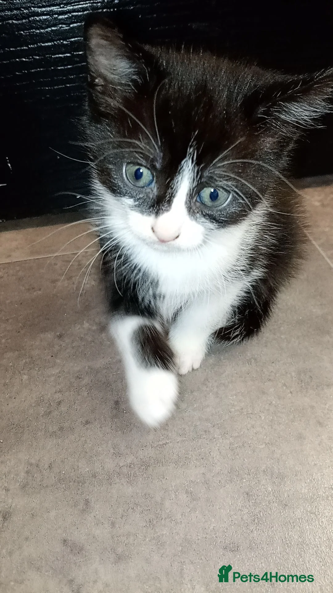 Mixed Breed cats for sale: 2 female kittens Bombay X Forest cat in Daventry - Advert 2