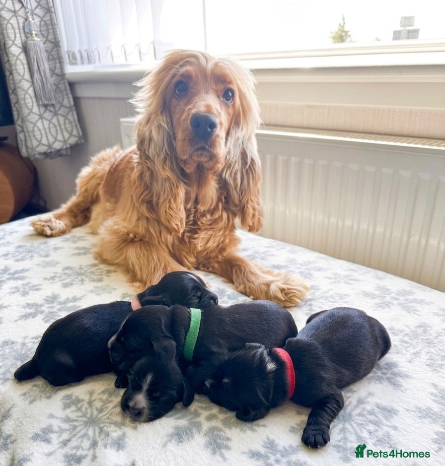 Cocker Spaniel dogs 🐶🐾 SHOW COCKER SPANIELS FOR SALE🐾🐶 - Advert 17