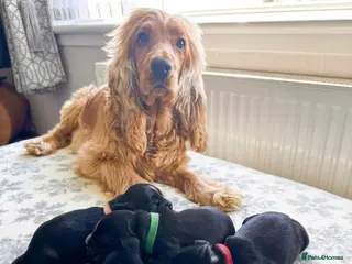 Cocker Spaniel dogs 🐶🐾 SHOW COCKER SPANIELS FOR SALE🐾🐶 - Advert 5