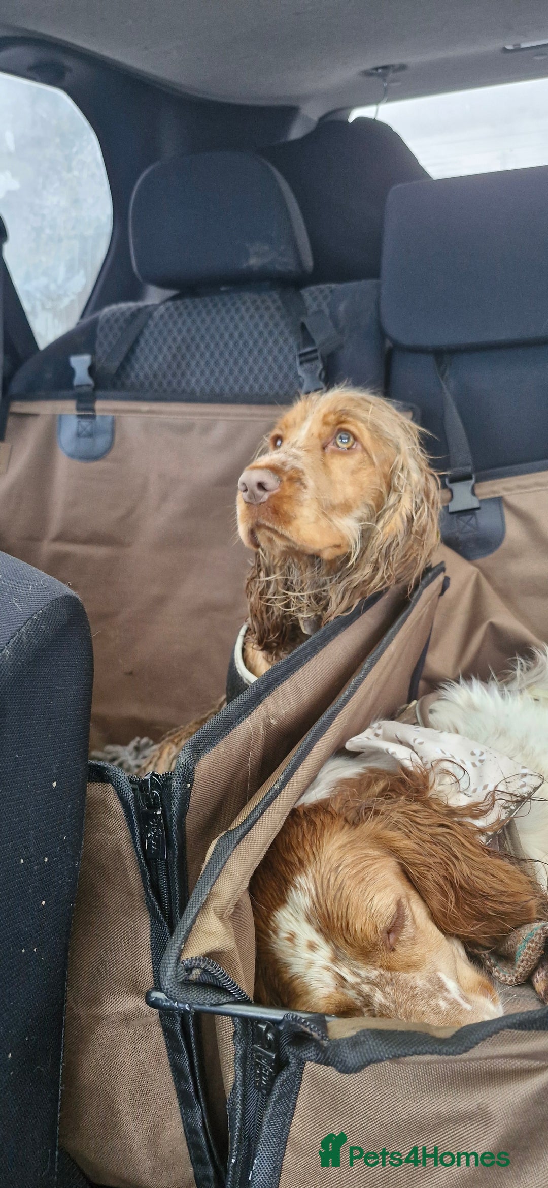 Cocker Spaniel dogs for sale: KC cocker spaniel for rehome  - Advert 7