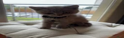 British Shorthair cats for sale: British Shorthair Kitten - Advert 13