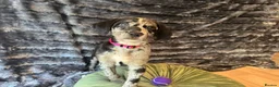 Mixed Breed dogs for sale: Border Collie- Blue Merle x Hungarian Vizsla  - Advert 1