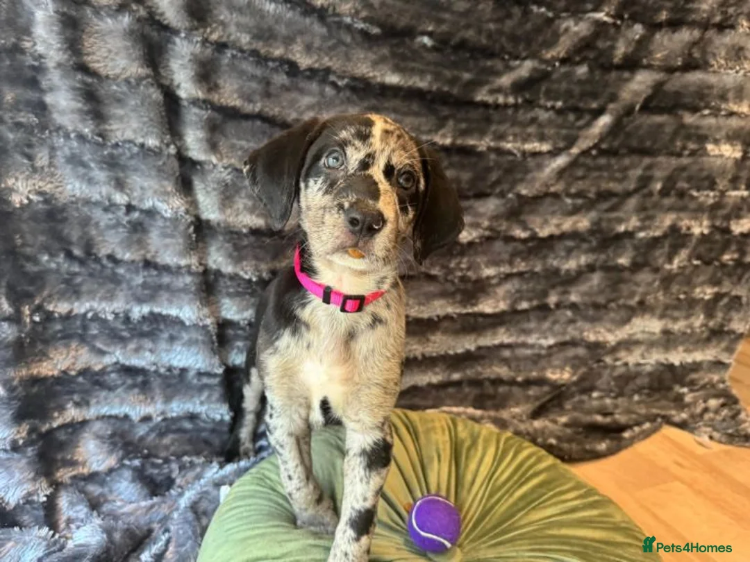 Mixed Breed dogs for sale: Border Collie- Blue Merle x Hungarian Vizsla  - Advert 1