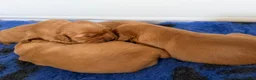 Golden Retriever dogs for sale: KC reg working golden retriever boys  - Advert 32