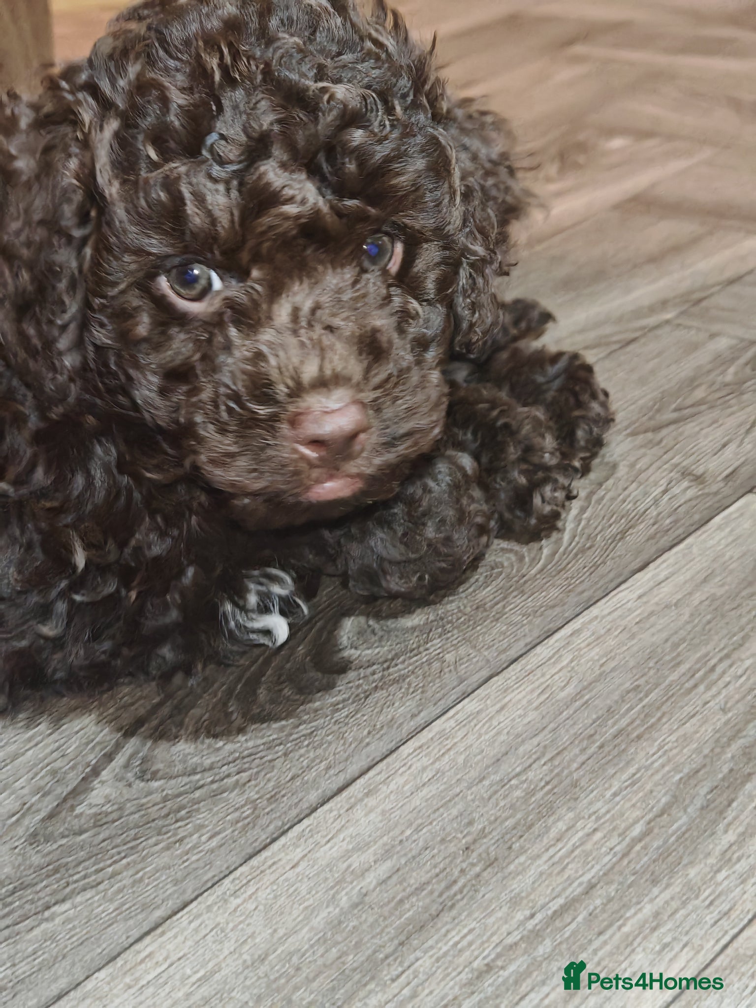 Cockapoo dogs Cockapoo puppies  - Advert 12