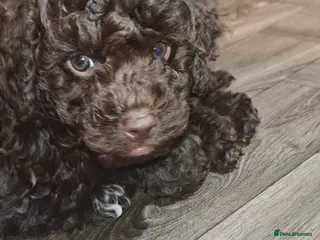 Cockapoo dogs Cockapoo puppies - Advert 12