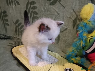 Ragdoll cats Beautiful Ragdoll kittens - Advert 2