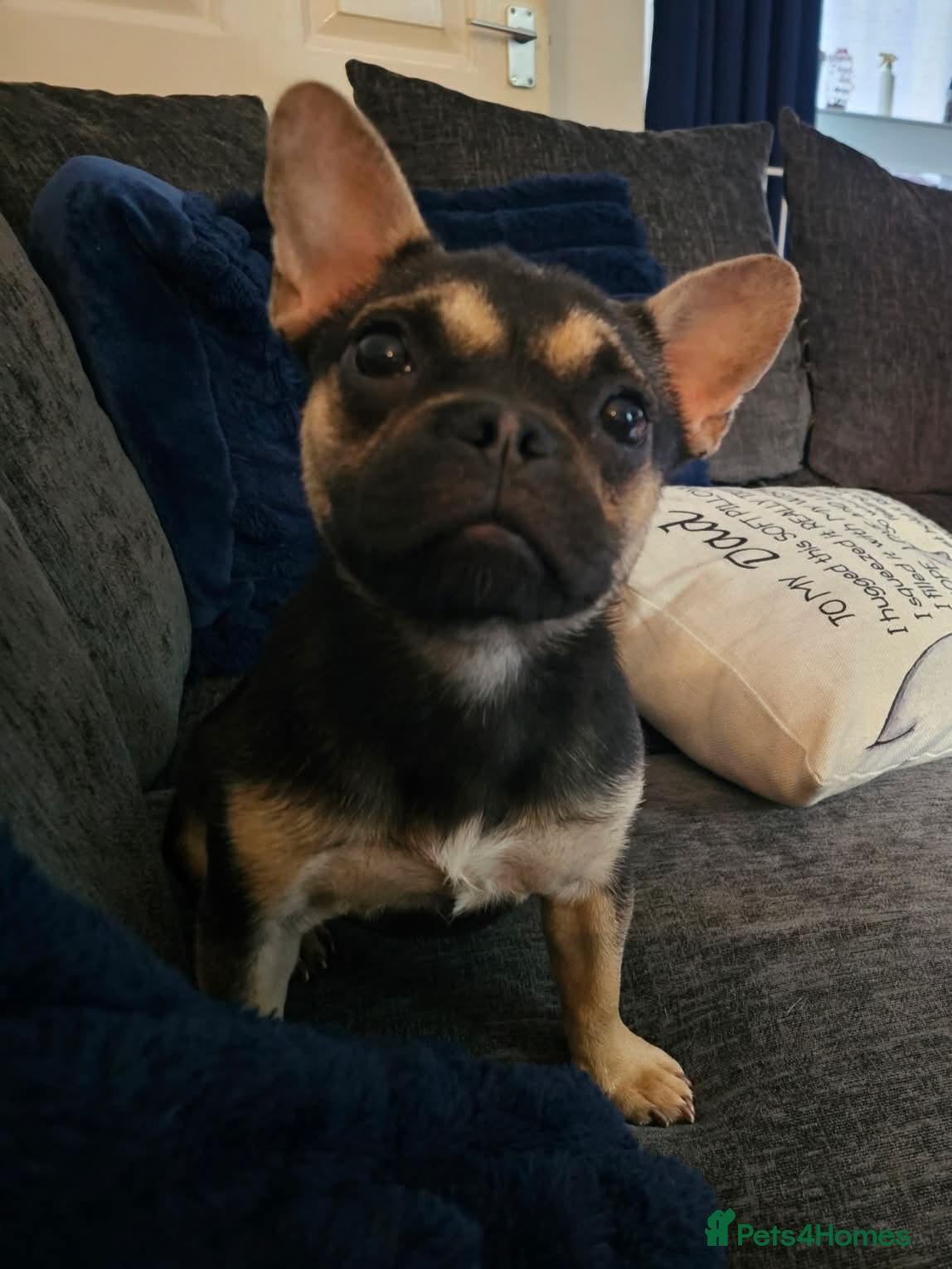 Mixed Breed dogs French bulldog cross  - Advert 9