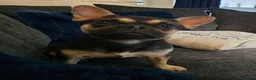 Mixed Breed dogs for sale: French bulldog cross  - Advert 1