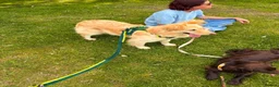 Labrador Retriever dogs for adoption: Bubi! in Macclesfield - Advert 2