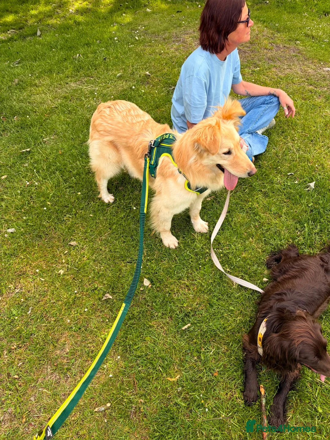 Labrador Retriever dogs for adoption: Bubi! in Macclesfield - Advert 2